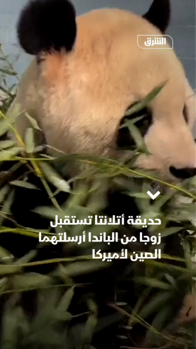 حديقة أتلانتا تستقبل زوجًا من الباندا أرسلتهما الصين إلى أميركا