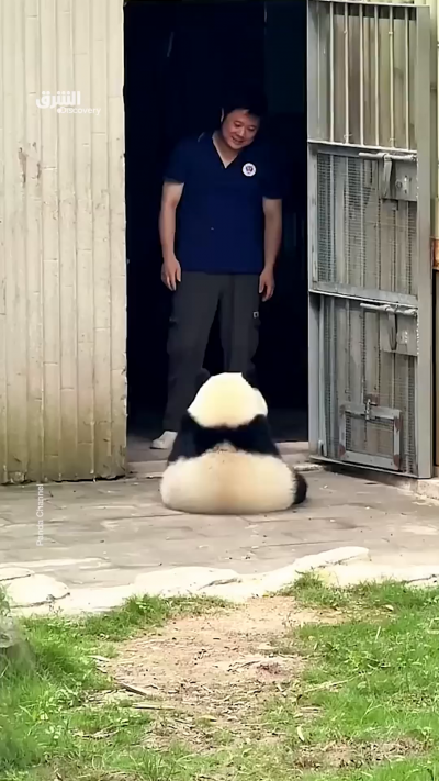 فيديو طريف يُظهر علاقة مميزة بين دب باندا ومربيه، حيث...