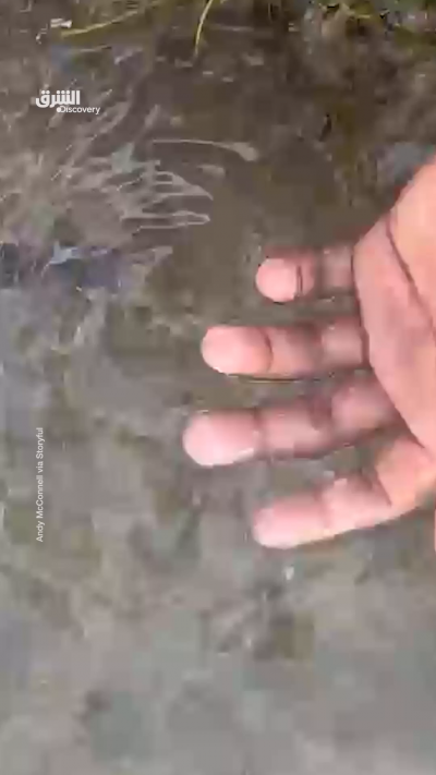 رجل يلمس أخطر أخطبوط سام في العالم دون أن يدرك الخطر