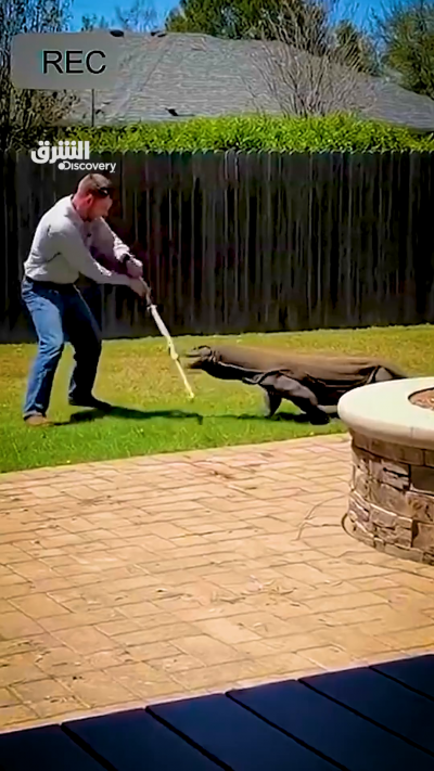 الثعبان في الأصل كان سحلية عادية بأربع أرجل.