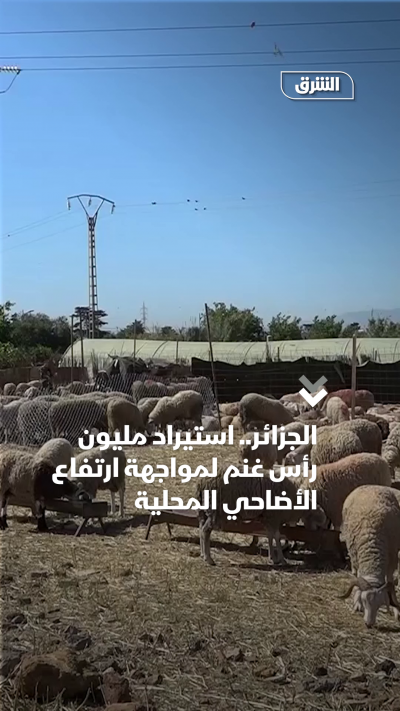الجزائر استيراد مليون رأس غنم لمواجهة ارتفاع الأضاحي المحلية