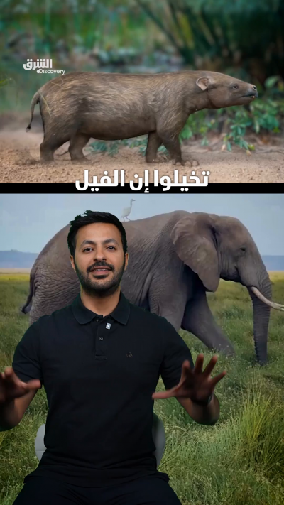 الفيل كان حجمه لا يتجاوز حجم الأرنب، فمن أين جاء الفيل...
