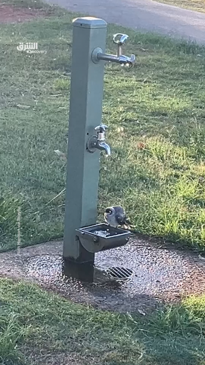 طائر يلفت الأنظار وهو يستمتع بحمام منعش تحت نافورة...