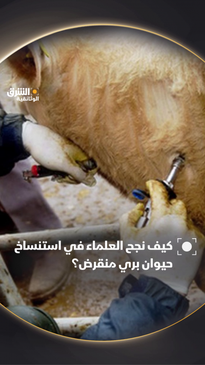 التوروس... محاولة علمية لإحياء التورو المنقرض.عبر تهجين...