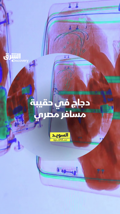 دجاج في حقيبة مسافر مصري