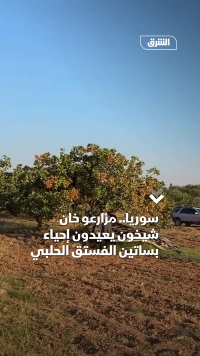 سوريا.. مزارعو خان شيخون يعيدون إحياء بساتين الفستق الحلبي