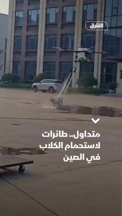 متداول.. طائرات لاستحمام الكلاب في الصين